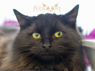 Matteo (adopté)
Voir notre section "adopter un chat" pour voir les chats disponibles