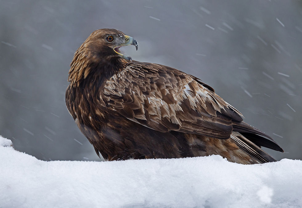 Kongeørnen har blitt fast gjest på Mjøndalsskauen