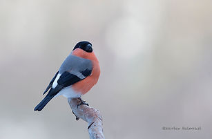 5480 Dompap_MG_9943_1.jpg