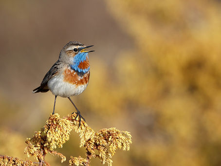 En fin fotohelg på Ringebufjellet