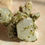 Thumbnail: Chlorite Quartz Cluster with Forest Epidote