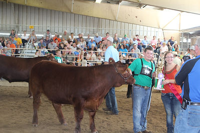 cows county fair 2015 006.JPG