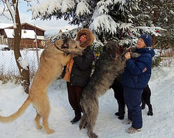 ЖАСМИН