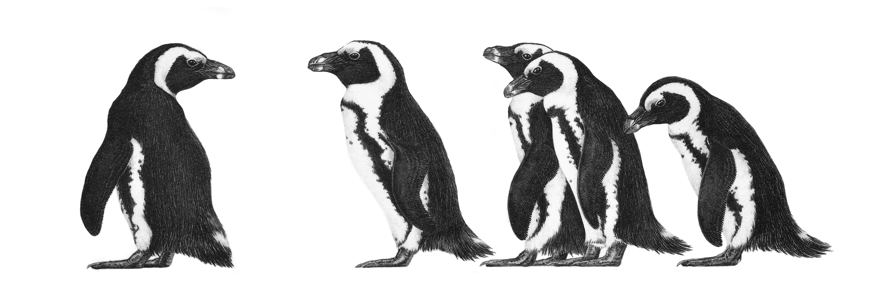 Jackass Penguins 1992