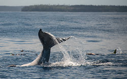Tail flap with swimmers
