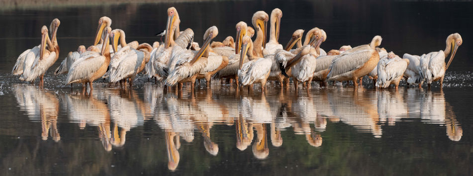 Great White Pelicans, South Luangwa NP, Zambia. Dave Currey