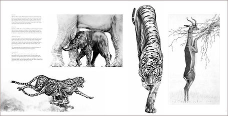 Page spread of elephants cheetahs tiger and gerenuk in wildlife artist Gary Hodges book Heart and Soul