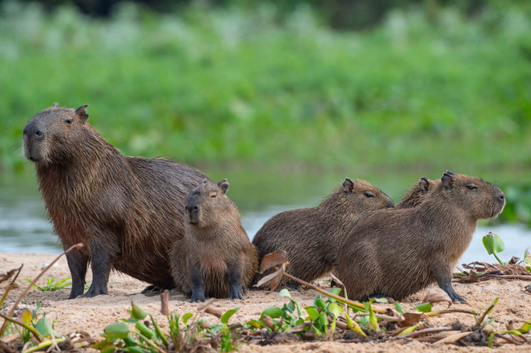 #capybara,# jaguar prey, #largest rodent