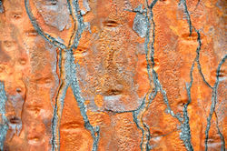 Cactus bark by Dave Currey