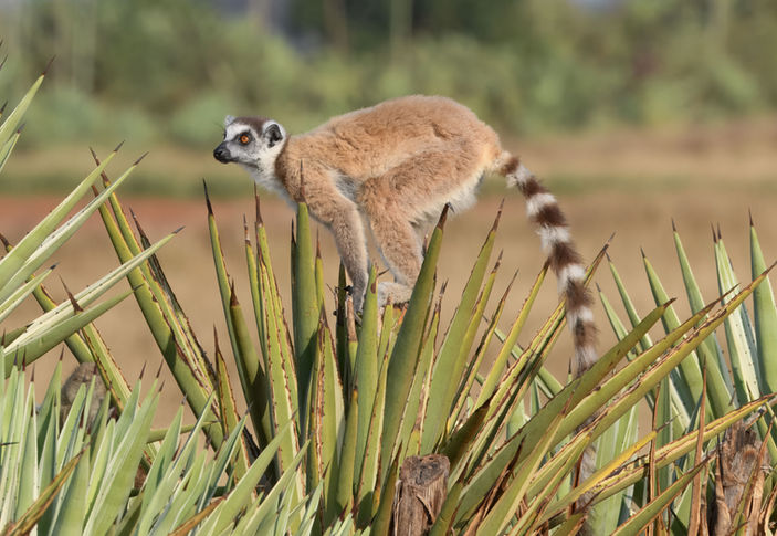 Ring-tailed lemur on sisal