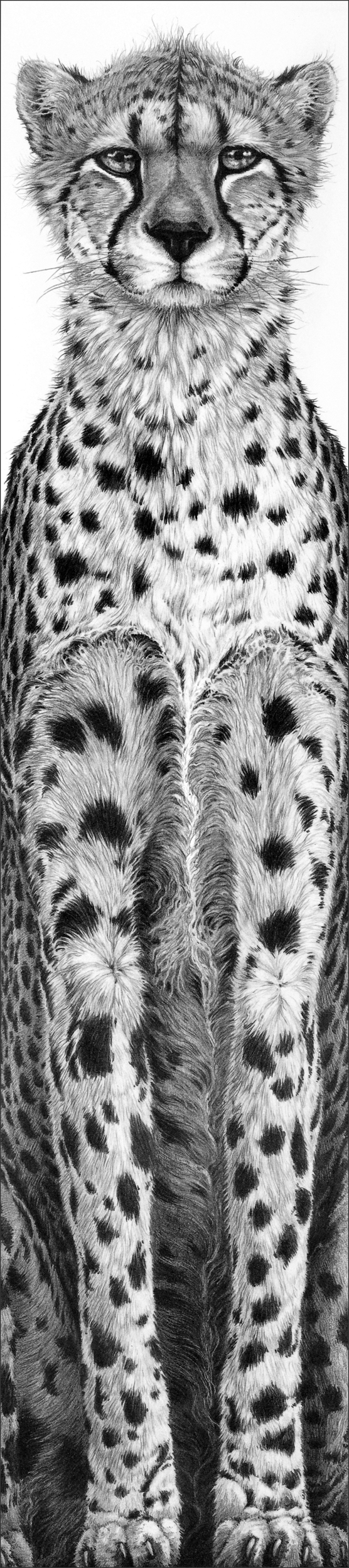 Cheetah 1991