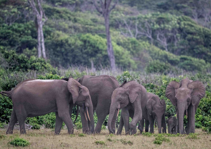 Forest elephant family in Loango National Park, Gabon