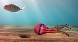 Jellyfish by Dave Currey