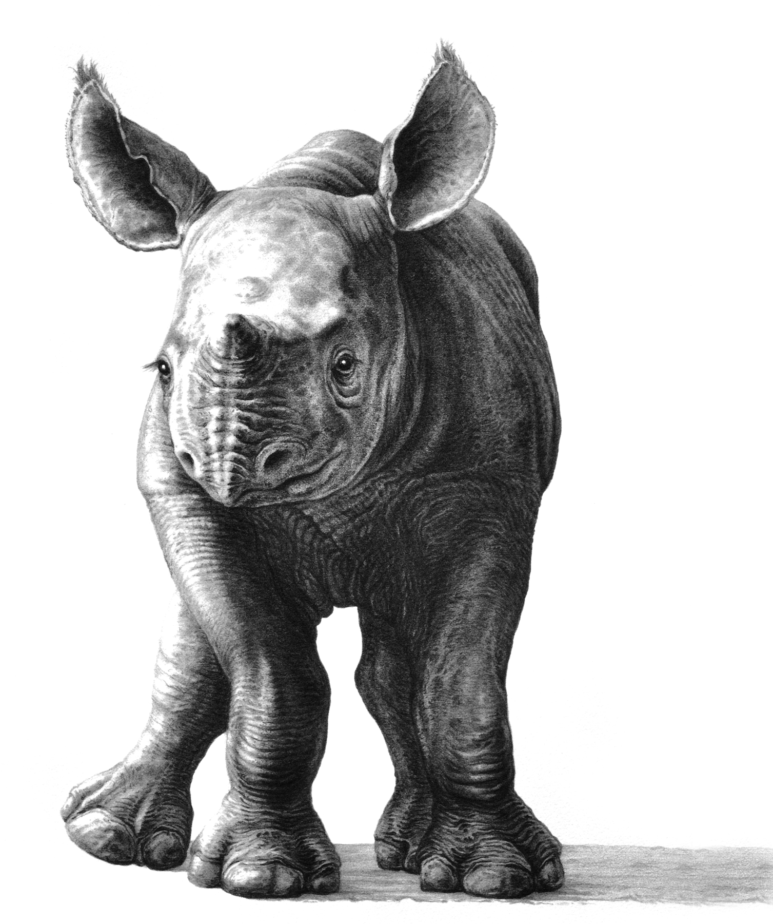 Wobbly 2000 (rhino)