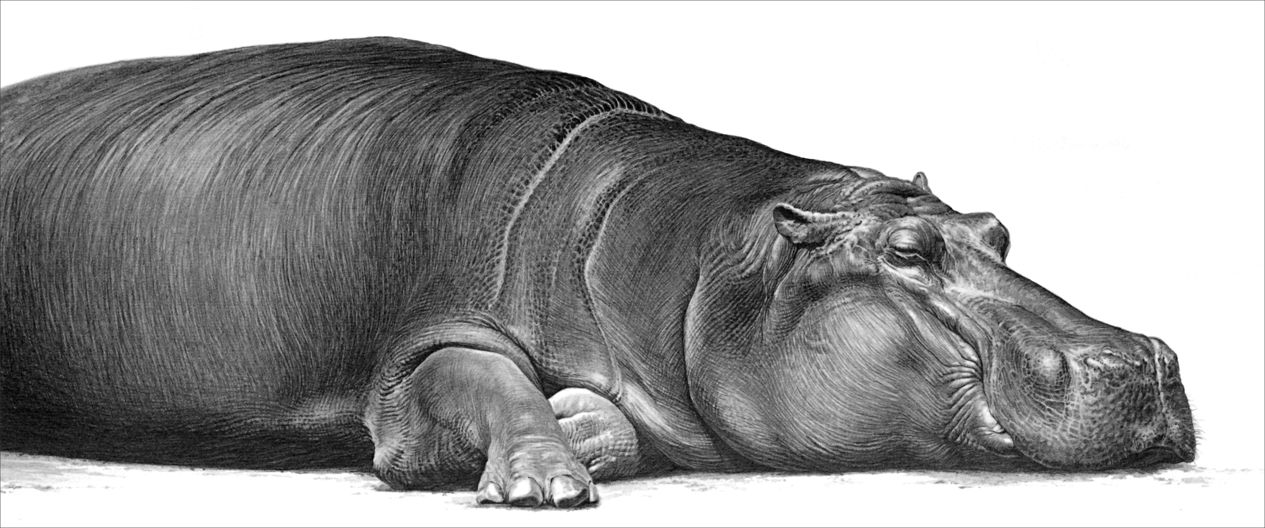 Hippo 1990