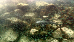 White tipped reef shark lurking by Dave Currey