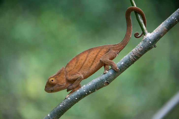 Chameleon on branch