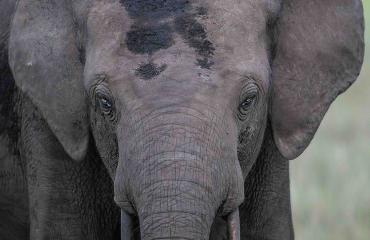 Portrait of Forest elephant in Loango National Park, Gabon