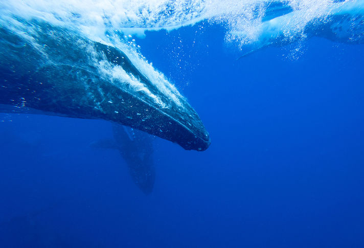 Humpback underwater