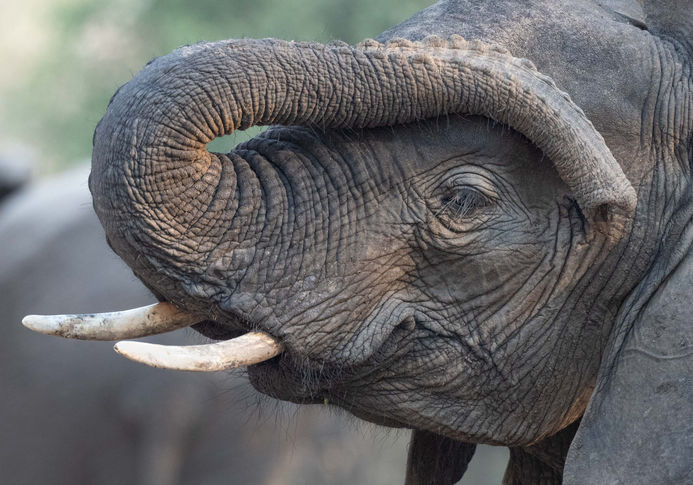 Elephant trunk scratching face, South Luangwa NP, Zambia. Dave Currey