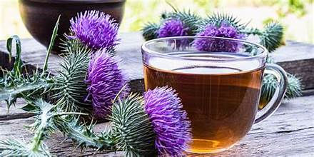 Thumbnail: Milk Thistle Tea Bags
