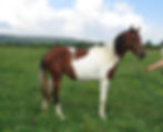 27572576_Unknown copy
