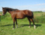 27568416_Unknown copy