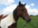 27572768_Unknown copy