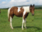 27572944_Unknown copy_edited