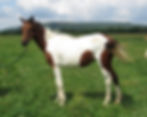 27572448_Unknown copy
