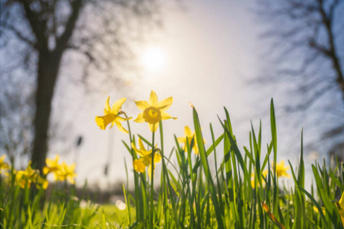 daffodils.png