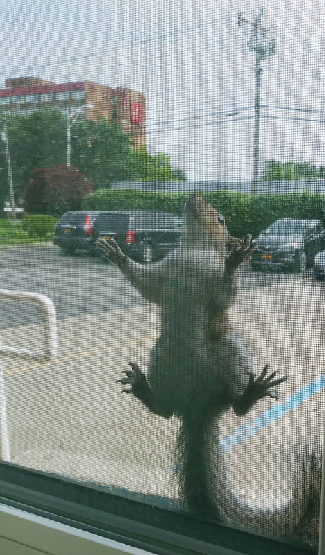 "I thought someone was prying my screen to break in from the parking lot just now..."