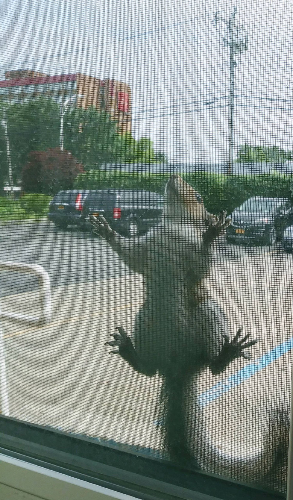 "I thought someone was prying my screen to break in from the parking lot just now..."