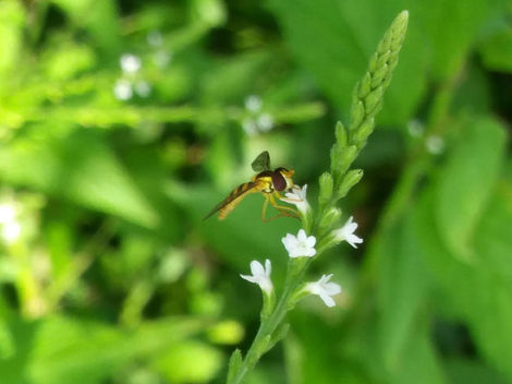 (fly on small sprig with white flowers)