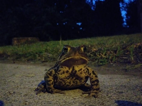"Toad out for a stroll after the rain this evening."