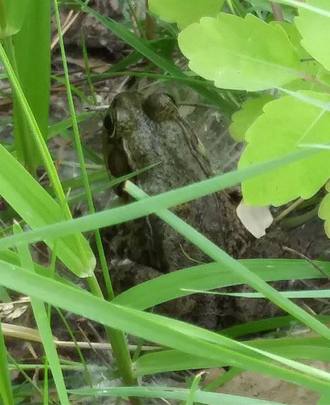 "Creature from the Froggy Ditch next door"