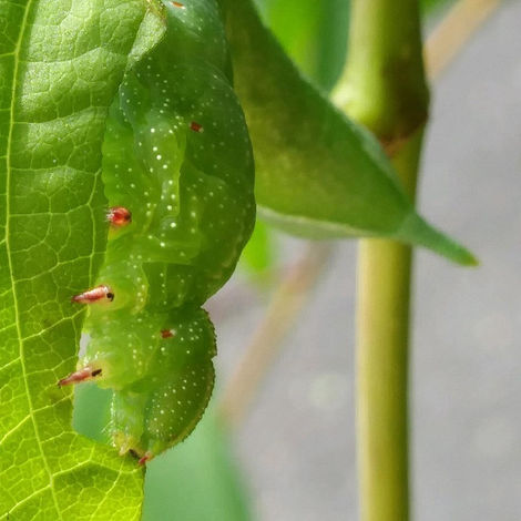 "Massive hornworm already ate"