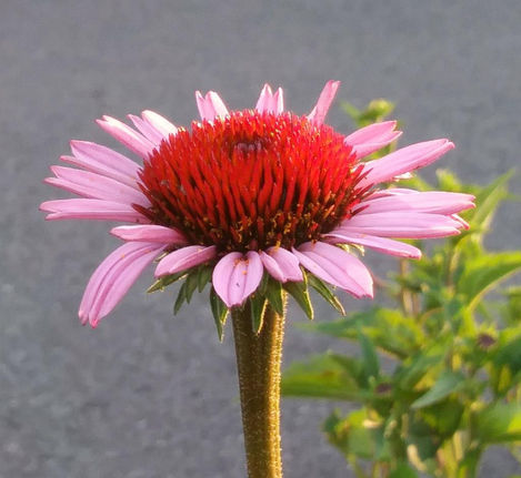 "To clear the palate. A planting at a historic archaeological site near the airport. (the 3-7kya Indian artifact site)"