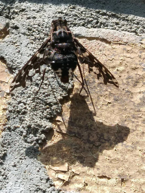 (deerfly on a brick wall)