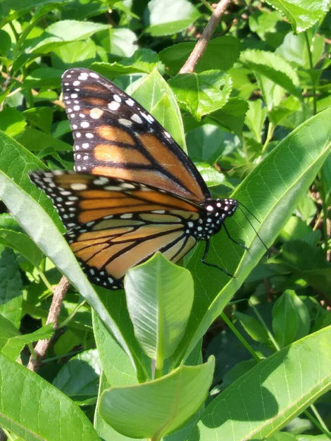 "Monarchical success this morning. She was scouting milkweed & laying eggs.
Note leaf discreetly obscuring lady parts"