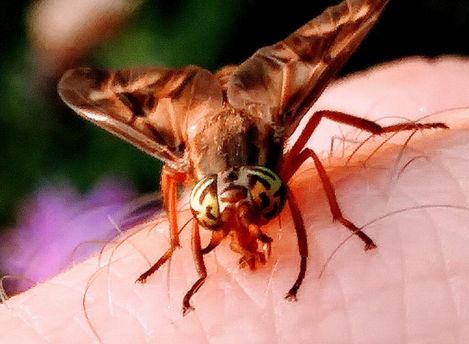 "Bit by my first deerfly! But what beautiful eyes..."