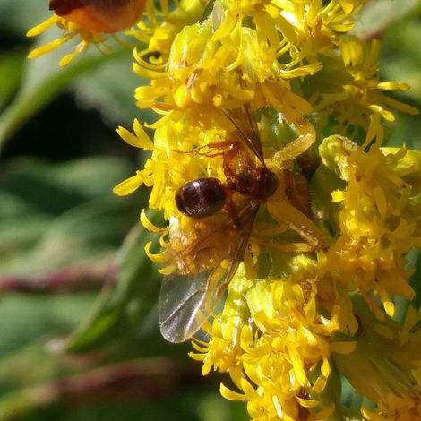 "A crab spider hiding in goldenrod got this one...
upper left, you see the butt of an ambush bug slurping on something else (a red bug out of the frame). Goldenrod is treacherous."