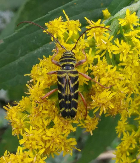 "Locust borer beetle still enjoying its goldenrod
I never get tired of their patterned backs.
I'll let other people worry about the locust trees."