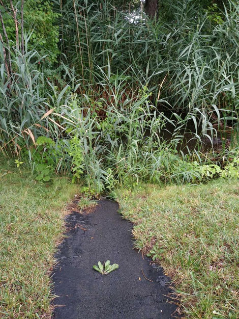 "Froggy Ditch"