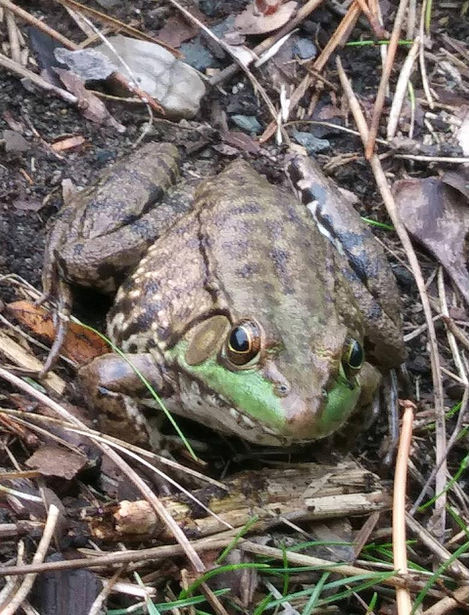 "Here is one of the local froggies."