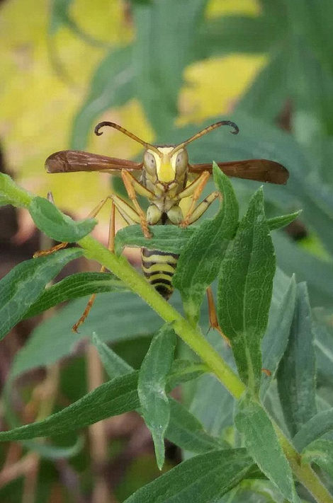(close-up of hornet on
plant)