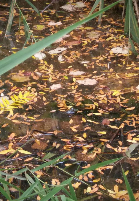"There is a die-hard frog still hanging around in the creek next door. From yesterday, if you can Where's Waldo him in there."
