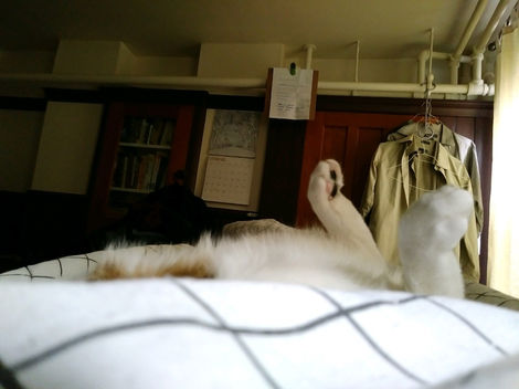 "Bagel’s food coma."