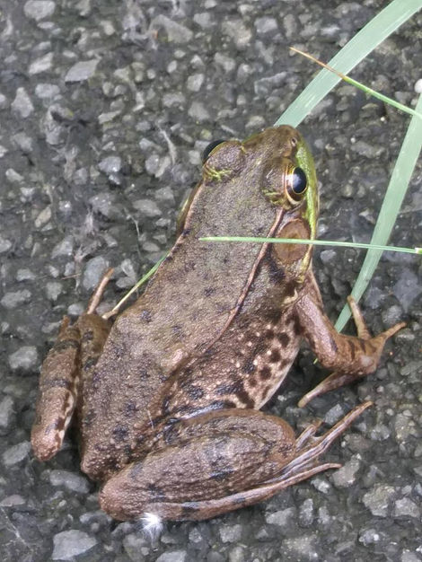 "Creature from the Froggy Ditch next door"