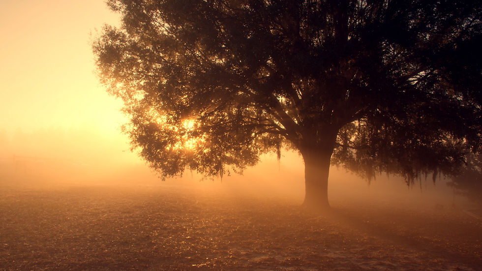 Echoes_stills_fall-tree